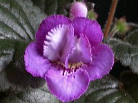 Sinningia 'HCY's Aries' Sinningia 'HCY's Aries'